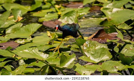 Everglade National Park And Wildlife Habitat: Purple Gallinule Porphyrio Martinicus In Everglades National Park, Florida