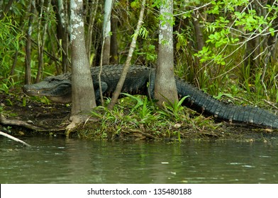 Everglades Alligator