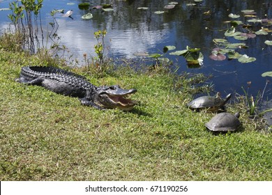 Everglades Alligator