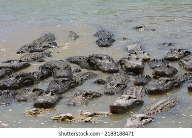 Everglades Alligator Farm In USA