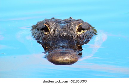 Everglades Alligator Surfaces