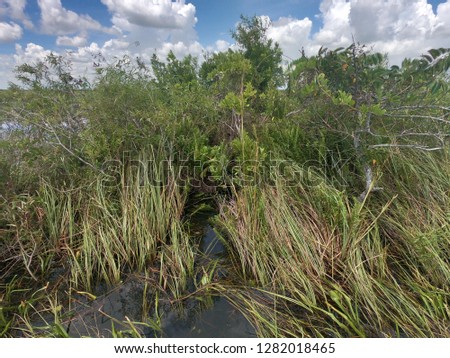 Everglades and Alligators