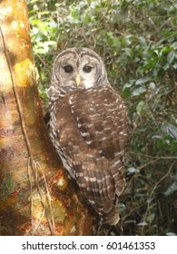 Everglades Barred Owl On Gumbo Limbo Tree