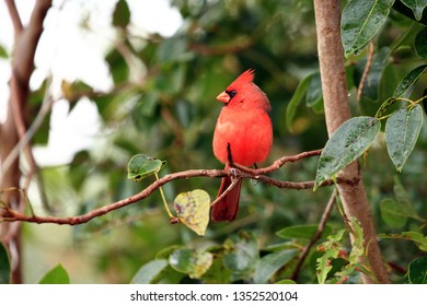 Everglades Cardinal, Florida, USA
