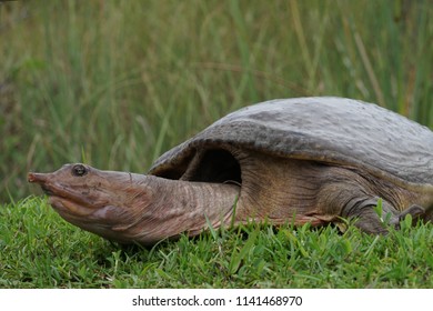 Everglades, Florida, May 28, 2018, Turtle In Grass Coming Onto A Sidewalk With Head Extended At The Everglades National Park