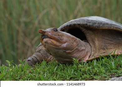 Everglades, Florida, May 28, 2018, Turtle In Grass Coming Onto A Sidewalk With Head Extended At The Everglades National Park