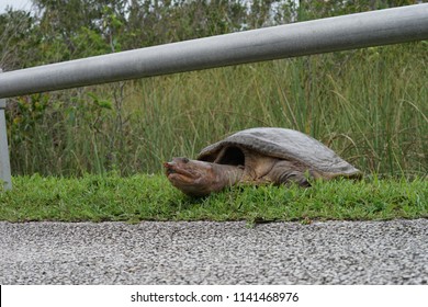 Everglades, Florida, May 28, 2018, Turtle In Grass Coming Onto A Sidewalk With Head Extended At The Everglades National Park