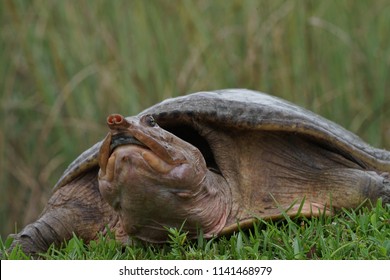 Everglades, Florida, May 28, 2018, Turtle In Grass Coming Onto A Sidewalk With Head Extended At The Everglades National Park