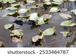 The Everglades, Florida, USA. Popular tourist attraction from the Keys, Miami ,Orlando. People on guided ride for wildife sighthing of alligators, wetlands.