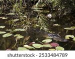 The Everglades, Florida, USA. Popular tourist attraction from the Keys, Miami ,Orlando. People on guided ride for wildife sighthing of alligators, wetlands.