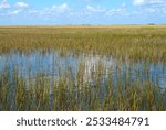 The Everglades, Florida, USA. Popular tourist attraction from the Keys, Miami ,Orlando. People on guided ride for wildife sighthing of alligators, wetlands.