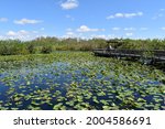 Everglades National Park Anhinga Trail lilly pads with blue sky and trees in the background, clouds in the sky 