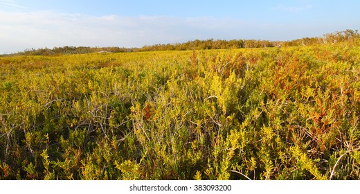 Everglades National Park From The Coastal Prairie Trail