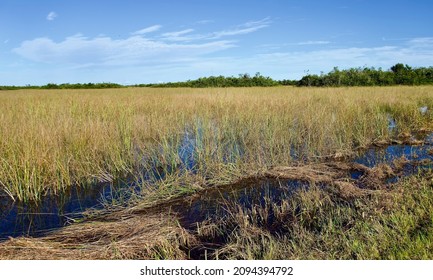 Everglades National Park, Florida, USA. The most prominent feature of the Everglades: sawgrass prairie, marsh or slough. Ecosystem of tropical wetlands, a large drainage basin in Southern Florida.