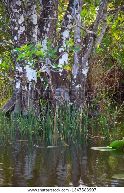 everglades usa