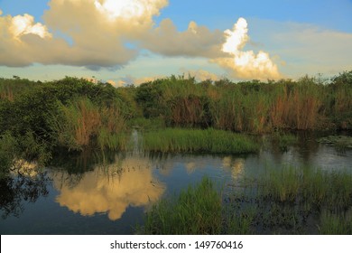 Everglades National Park Scene