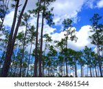 Everglades Pine Forest