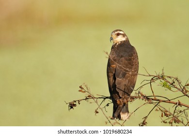 An Everglades Snail Kite