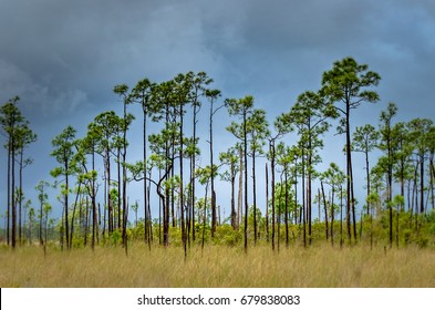 Everglades Trees