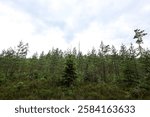 Evergreen andscape forest view with small new pine-trees. Photo taken on a cloudy summer day.