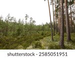 Evergreen andscape forest view with small new pine-trees. Photo taken on a cloudy summer day.