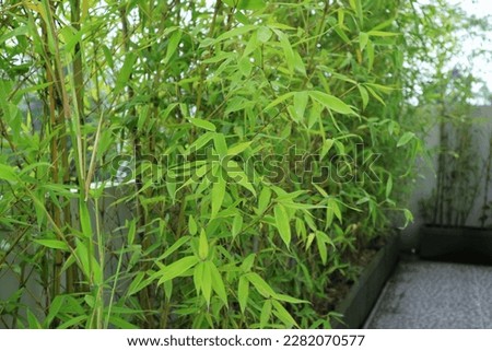 Evergreen Bamboo tree on the natural garden. Light green and slightly yellowish. Fargesia bamboo. Phyllostachys. ampelocalamus scandens. Bambusa. Lush foliage. Can be used for background wallpaper.