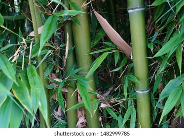 Evergreen Bambusa plants  with golden bamboo stem and green leaves close up. Also known as Common bamboo.