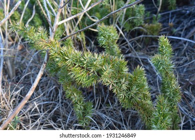 Evergreen Beach Plant, Kitty Hawk, NC