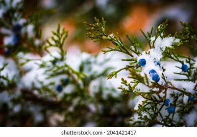 Evergreen Berries First Snow Fall