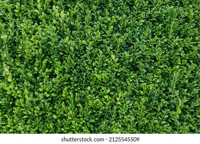 Evergreen Boxwood Texture Close Up. Green Nature Concept Background.