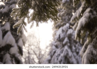 Evergreen Branch Covered in Snow With Sunlight Shining Through in a Winter Forest.  Winter touristic trails in Carpathian mountains, Ukraine - Powered by Shutterstock