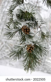 A Evergreen Branch With A Heavy Snow On It