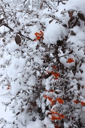 Evergreen Bush With Orange Berries Under The Snow.