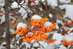Evergreen Bush With Orange Berries Under The Snow.