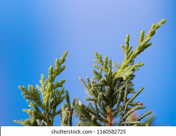 Evergreen Cedar Sapling Tips Closeup