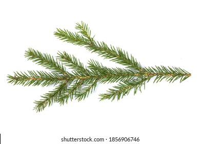 Evergreen christmas fir pine tree branch on white background - Powered by Shutterstock