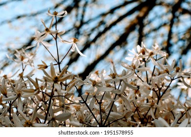 Evergreen Clematis Blooming In The Spring