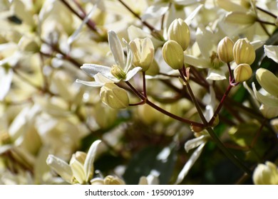 Evergreen Clematis In Full Bloom