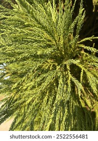 Evergreen closeup in bright light