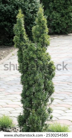 The evergreen columnar dense shrub of the middle yew (Taxus media) is used in landscaping
