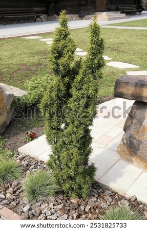 The evergreen columnar dense shrub of the middle yew (Taxus media) is used in landscaping