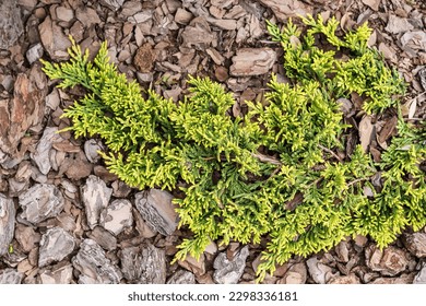 Evergreen coniferous branches of Juniperus horizontalis Golden Carpet, Creeping Juniper against the background of bark