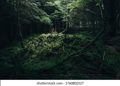 Evergreen Coniferous Forest In A Small Village Ardrishaig. Loch Fyne, Crinan Canal, Argyll And Bute, Scotland, UK. Dark Mysterious Landscape. Ecology, Environmental Conservation, National Landmark