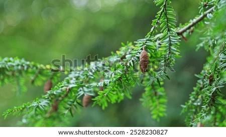 Evergreen Eastern Hemlock Spruce Tree with Tiny Cones on Twig Branch