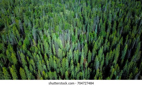 Evergreen forest 