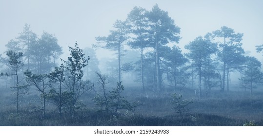 Evergreen Forest (bog) In A Thick Mysterious Fog At Sunrise. Latvia. Soft Sunlight. Idyllic Autumn Landscape. Fairy, Dreamy Scene. Pure Nature, Ecotourism Theme