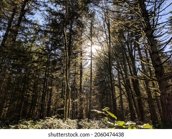 Evergreen Forest At Evergreen State College, Washington, USA.