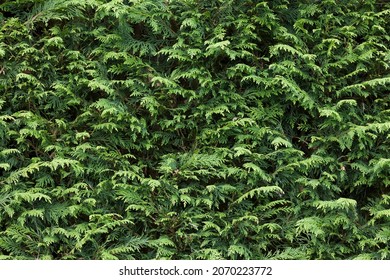 Evergreen garden hedge, cupressus leylandii (leyland cypress), full frame pattern, texture or background, UK