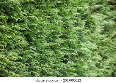 Evergreen garden hedge, leyland cypress (leylandii), close up of leaves in UK garden