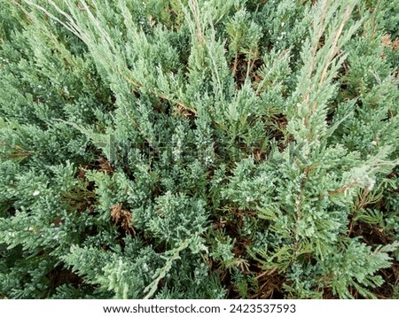 Evergreen groundcover - Creeping juniper (Juniperus horizontalis) Alpina featuring grayish green and scale-like foliage along the ground which turn purple and produces blue berries